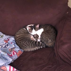 Meet your Posher, Gregory